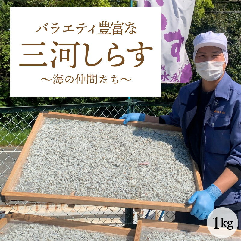 【ふるさと納税】訳あり しらす干し 国産 1kg 箱入 三河しらす 塩分控えめ しらす のし対応可 ご飯のお供 おつまみ しらす丼 サラダ 海産物 冷凍 お取り寄せ 食品 愛知県 碧南市 送料無料