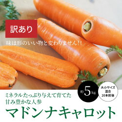 【ふるさと納税】高評価☆4.86 訳あり 国産 にんじん マドンナキャロット 5kg 20本前後 先行予約 生鮮食品 甘みたっぷり 不揃い サイズ混合 こどもも食べられる 無添加ジュース 神重農産 JGAP認証農場 野菜 碧南市 特産 炊き込みご飯 煮物 かき揚げ お取り寄せ 送料無料･･･ 画像1