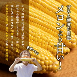 【ふるさと納税】 2024年発送 とうもろこし 10本 メロンより甘い 生とうもろこし にっこりコーン 味来 サニーショコラ 武ちゃん農場 産地直送 朝獲れ 人気 新鮮 愛知県 碧南市 送料無料･･･ 画像2