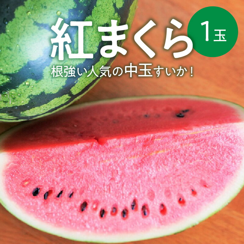 13位! 口コミ数「0件」評価「0」すいか 紅まくら 根強い 人気 中玉 1玉 5〜6kg 2024年 発送 楕円形 シャリ感 心地よい 噛み応え 甘み 凝縮 果物 夏の風物詩･･･ 