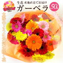 【ふるさと納税】【ラッピング付】 生花 ガーベラ ミックス 花束 50本 高さ 約55cm 幅 約40cm 日付指定可能 ギフト プレゼント ラッピング 誕生日...