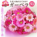 【ふるさと納税】【ラッピング付】 生花 ピンク ガーベラ 花束 50本 高さ 約55cm 幅 約40cm 日付指定可能 ギフト プレゼント ラッピング 誕生日 ...