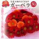 【ふるさと納税】【ラッピング付】 生花 レッド ガーベラ 花束 50本 高さ 約55cm 幅 約40cm 日付指定可能 ギフト プレゼント ラッピング 誕生日 ...