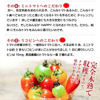 【ふるさと納税】4月〜6月の発送甘さ抜群!!トマト嫌いも食べられるトマトベリー≪先行受付≫
