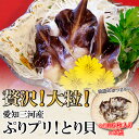 【ふるさと納税】贅沢!大粒!ぷりプリ!とり貝(愛知三河産)
