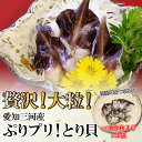 【ふるさと納税】贅沢!大粒!ぷりプリ!とり貝(愛知三河産)
