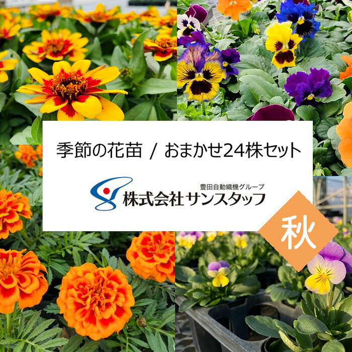 【ファーム直送】季節の花苗 おまかせ24株セット（秋） ／ 花苗 季節の花苗 おまかせ24株セット 秋 ガーデニング 寄せ植え 花壇 パンジー ビオラ キンギョソウ アリッサム ネメシア ハボタン No.410