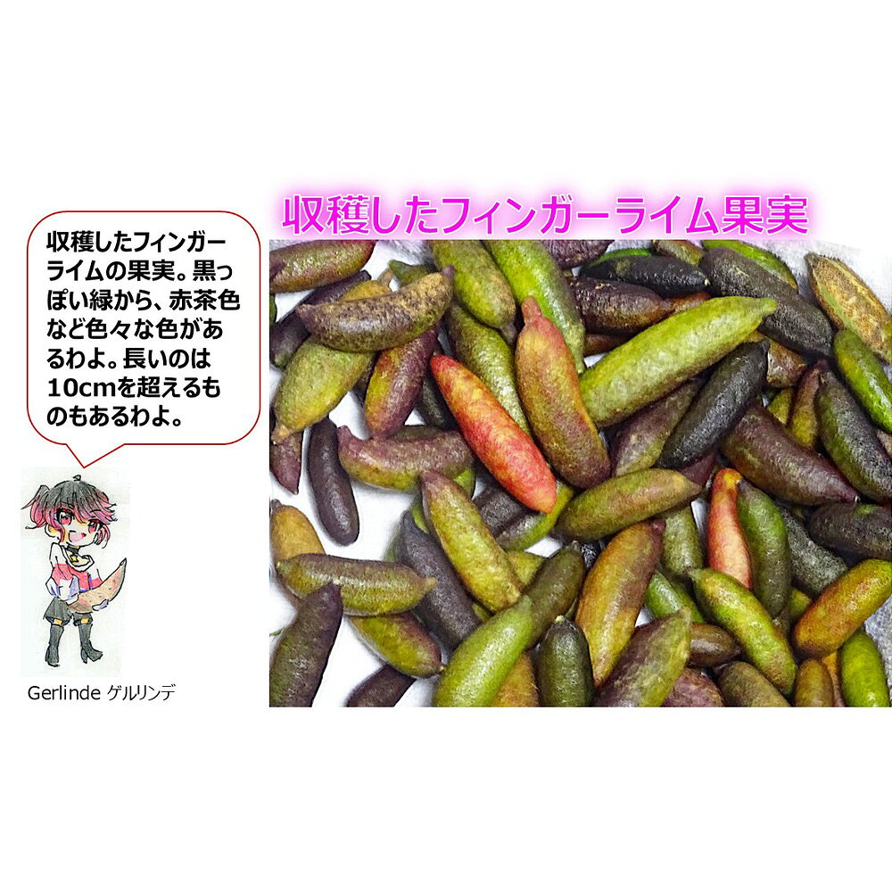 【ふるさと納税】 フィンガーライム　100g ／ 森のキャビア 国産 柑橘 希少フルーツ ぷちぷち食感 キャビアライム 彩り料理 おしゃれ食材 ホームパーティー ワイン おつまみ サラダ ヨーグルト チーズ ドレッシング 和食 洋食 ギフト フルーツ お取り寄せ 送料無料 No.407 f232106-kariya-10000364 愛知県刈谷市 サンプル画像2