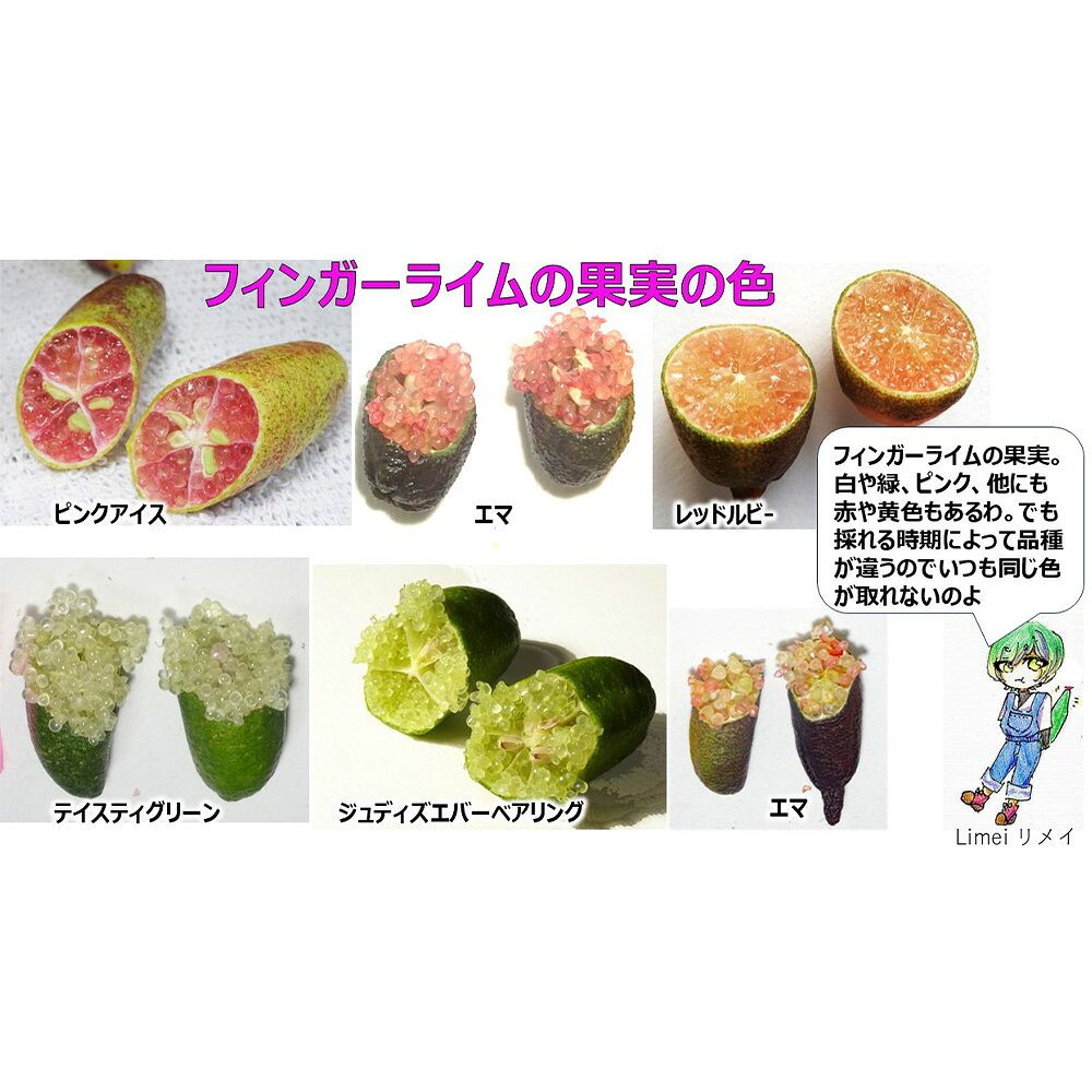 【ふるさと納税】 フィンガーライム　100g ／ 森のキャビア 国産 柑橘 希少フルーツ ぷちぷち食感 キャビアライム 彩り料理 おしゃれ食材 ホームパーティー ワイン おつまみ サラダ ヨーグルト チーズ ドレッシング 和食 洋食 ギフト フルーツ お取り寄せ 送料無料 No.407 f232106-kariya-10000364 愛知県刈谷市 サンプル画像3
