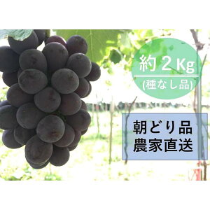 【ふるさと納税】【農家直送（収穫日に発送）】種無し巨峰　約2kg（3〜5房）　生産農園：後藤ぶどう園