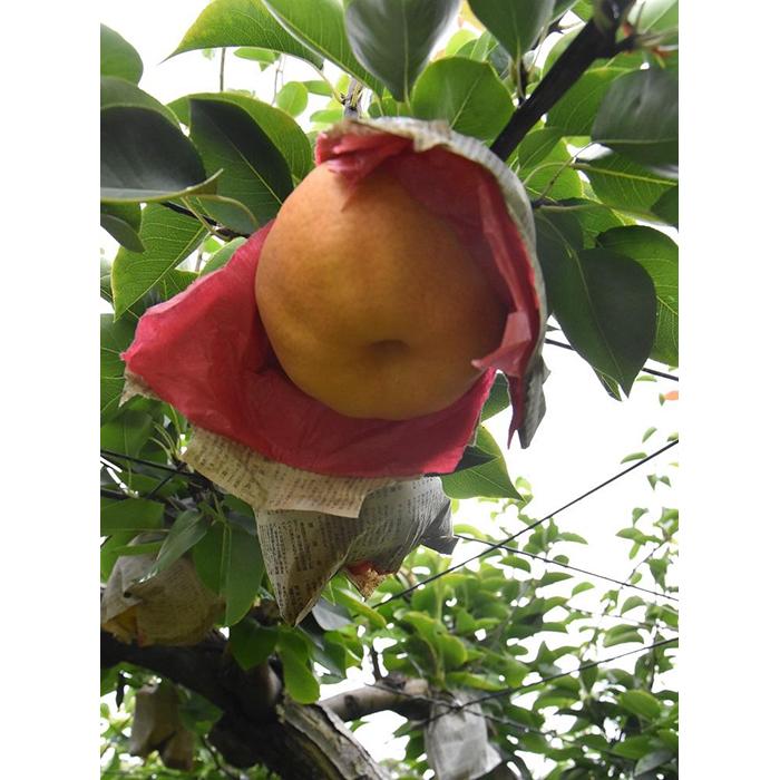 【ふるさと納税】日本一大きなジャンボ梨！　愛宕梨　2玉入　1箱のサムネイル