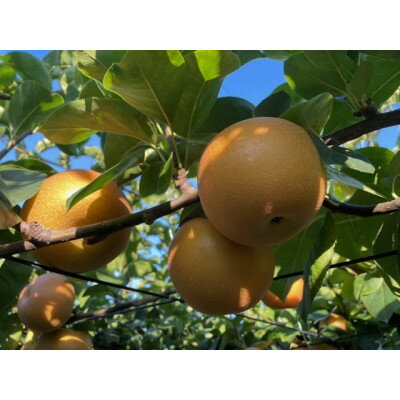 【ふるさと納税】2023安城産　豊水梨1箱　約3kg(8個～9個)【1421618】のサムネイル