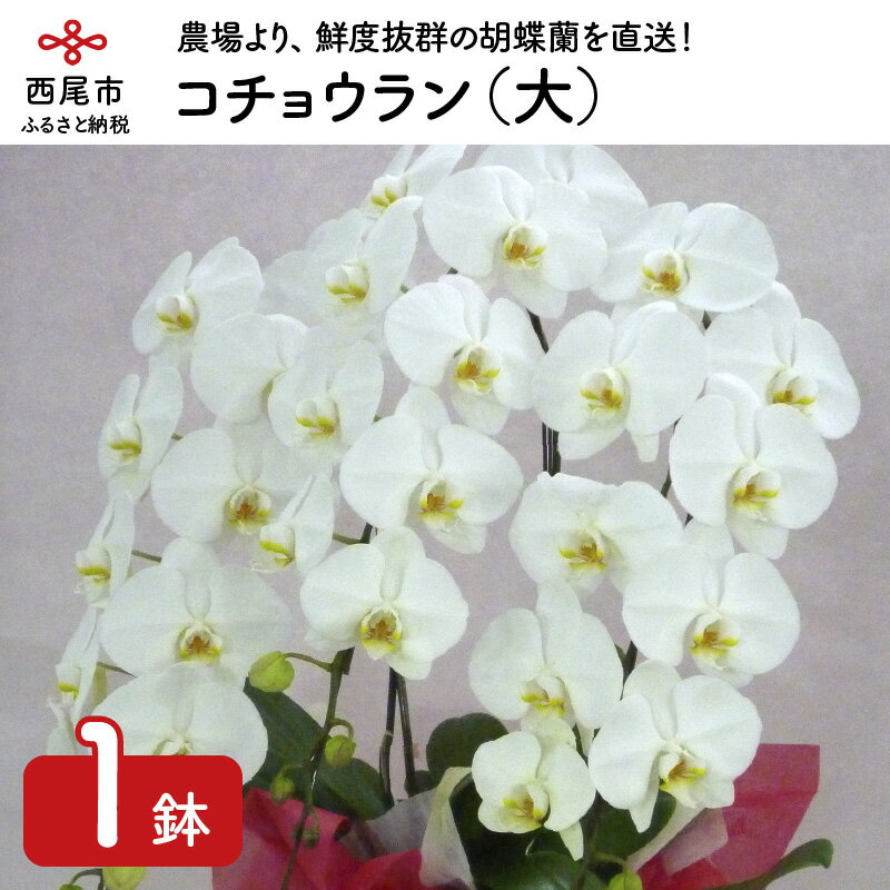 花・観葉植物(鉢花)人気ランク24位　口コミ数「5件」評価「4.8」「【ふるさと納税】コチョウラン（大） N016-39/胡蝶蘭 花 洋ラン」