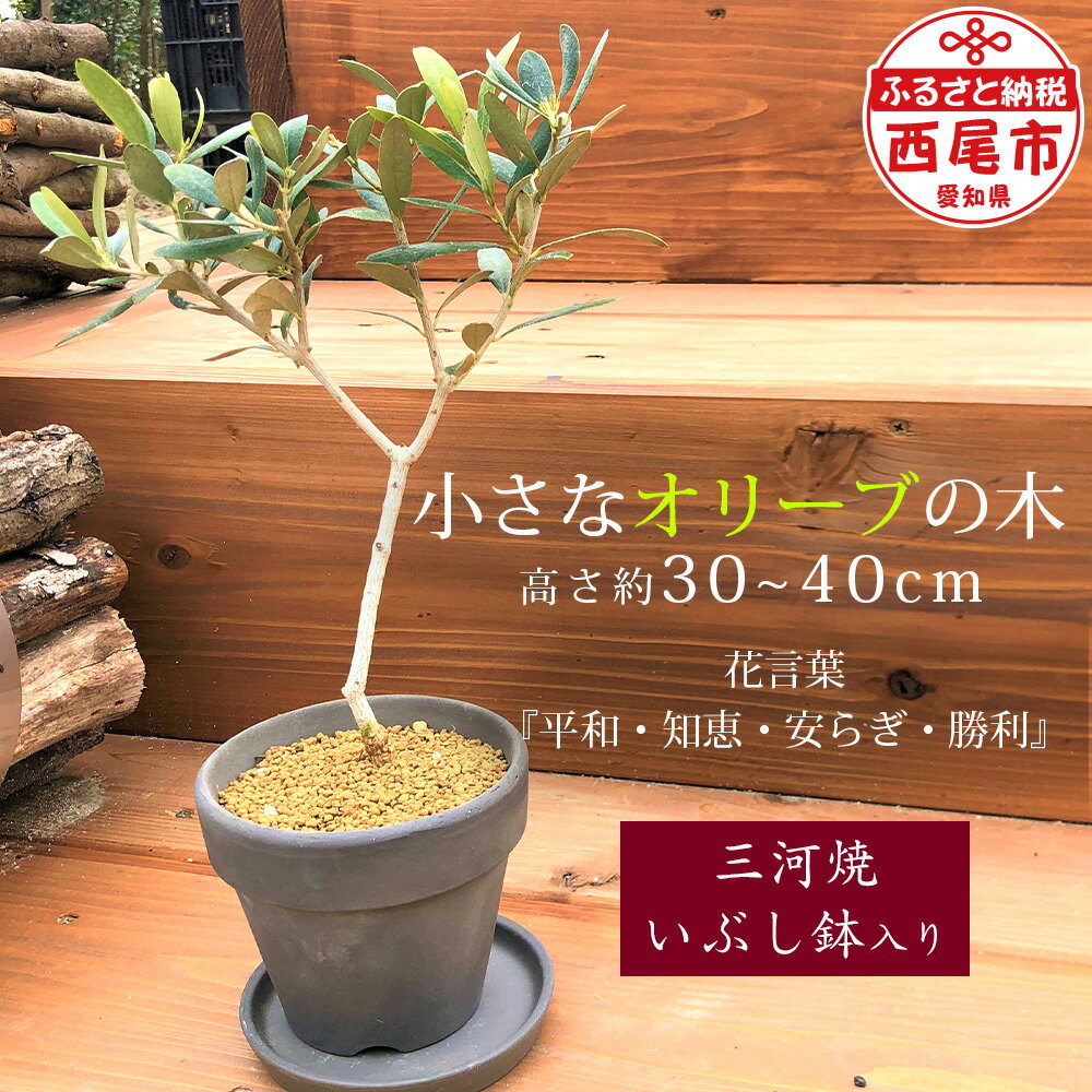 小さなオリーブの木（三河焼いぶし鉢入）K193-14 / 植木 愛知県産 西尾市産 植木鉢入り 植物 MB