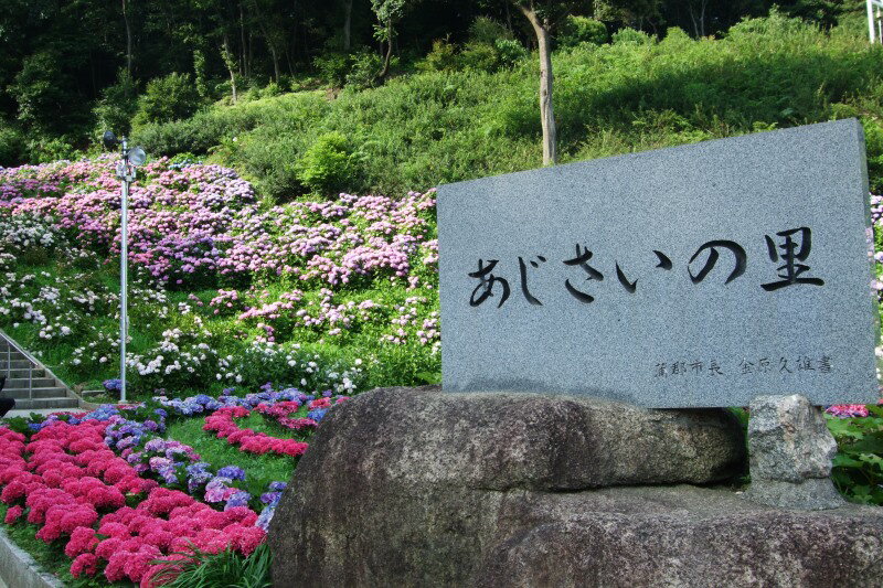 [期間限定]蒲郡においでん。形原温泉 あじさいの里 入場券3枚 記念品付 アジサイ 紫陽花 5〜6号鉢 プレゼント付き