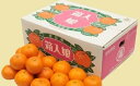 【ふるさと納税】G0002【期間限定】蒲郡みかん「箱入娘」約5kg ミカン