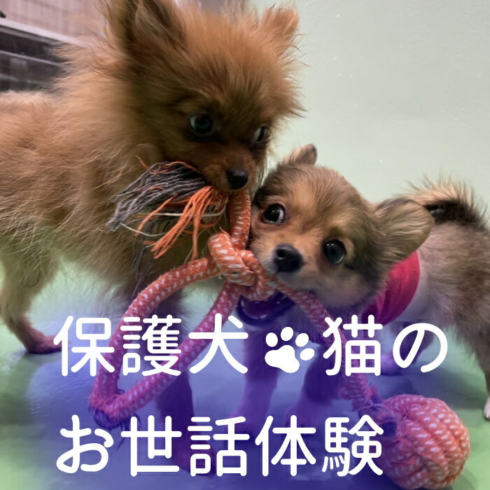 【ふるさと納税】20-30_動物病院で保護された犬猫のお世話体験｜ 保護犬 保護猫 ペット ドックラン 子ども 子供 体験 チケット 1人分 小学生 愛知 岐阜