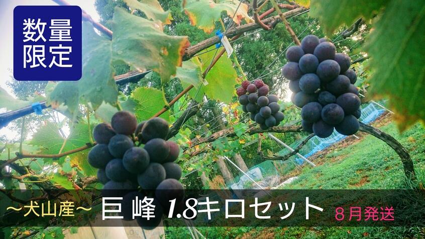 17-21_[期間限定・数量限定]犬山産 完熟 種なし巨峰 1.8キロ (先行予約) | ぶどう 甘い 1.8キロ 限定 夏 林ファーム 房 ブドウ 巨峰 犬山