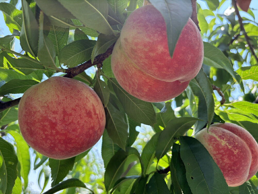 【ふるさと納税】【2026年先行予約】犬山市楽田産 桃（さくひめ）3kg ｜ 桃 甘い 詰め合わせ 3kg さくひめ 美楽田ファーム すこやか自然農園 もも モモ 犬山 ご自宅用 贈答 贈り物 プレゼント ご褒美 楽田 愛知県