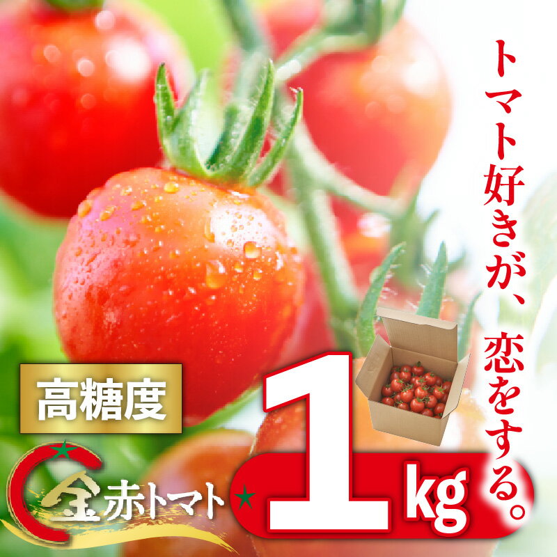 【ふるさと納税】【11月から順次発送】トマト好きが、恋をする。 1kg 金赤トマトミニ 野菜 新鮮野菜 ミニトマト 味が濃い 高糖度 甘い 送料無料