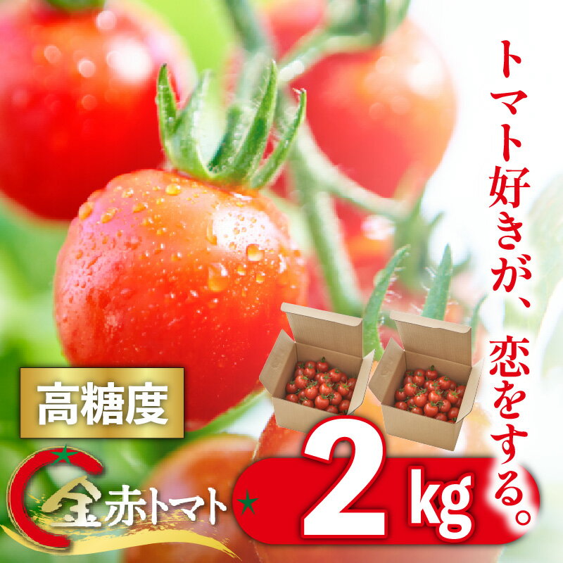 【ふるさと納税】【11月から順次発送】トマト好きが、恋をする。 1kg×2 金赤トマトミニ 野菜 新鮮野菜 ミニトマト 味が濃い 高糖度 甘い 送料無料