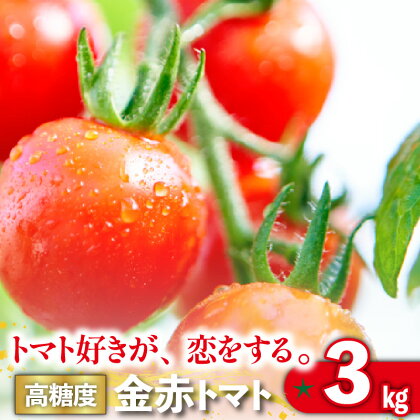 【11月から順次発送】トマト好きが、恋をする。 3kg 金赤トマトミニ 野菜 新鮮野菜 ミニトマト 味が濃い 高糖度 甘い 送料無料