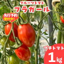 【ふるさと納税】【先行予約】フルーツトマト フラガール プチトマト(へたなし)【1kg】 よこた農園 野菜 トマト 新鮮野菜 太陽の恵み トマト料理 愛知県産 お取り寄せ グルメ へたを取り除いた状態でお届けします ※2025年12月頃から順次発送 送料無料
