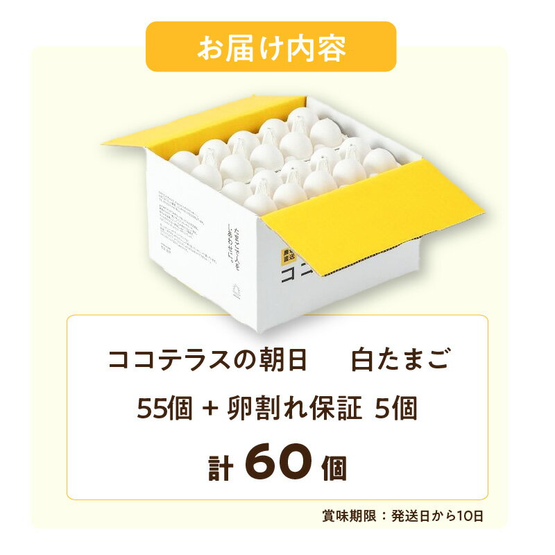 たまごかけごはん用 たまごと醤油 詰合 純卵 純たまご 10個入 2パック たまごかけ醤油 150m 1本