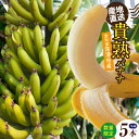 【ふるさと納税】\数量限定/ 貴熟バナナ【5本】産地直送! 国産バナナ 栽培期間中農薬不使用 フルーツ 果物 南国フルーツ 自然農法 おやつ バナナ デザート 循環農法 高品質バナナ 愛知県 常滑市 フルーツの返礼品 送料無料