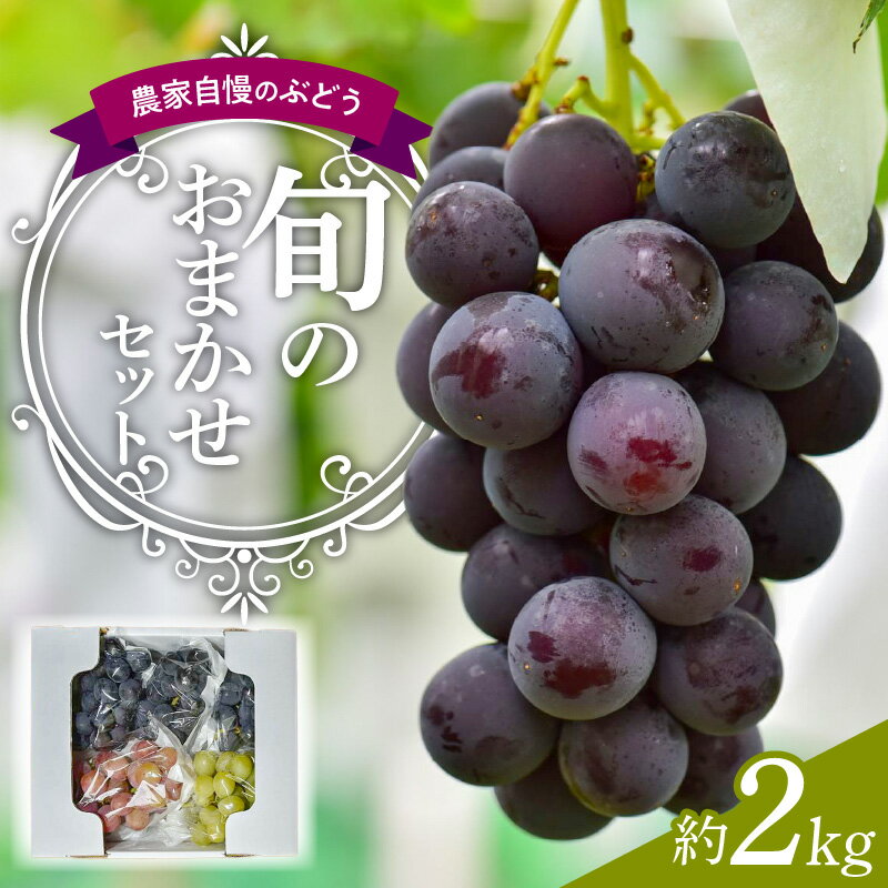 【ふるさと納税】数量限定 ぶどう 旬のおまかせ セット 約 2kg 農家自慢のぶどう 食べ比べ こだわり 種あり 巨峰 果物 フルーツ ジューシー 濃厚 味わい 愛知県 小牧市 お取り寄せ お取り寄せフルーツ 送料無料