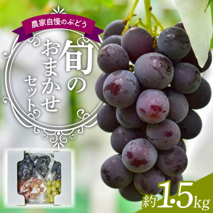 数量限定 ぶどう 旬 おまかせ セット 約 1.5kg 農家自慢のぶどう 食べ比べ こだわり 種あり 巨峰 果物 フルーツ ジューシー 濃厚 味わい 愛知県 小牧市 お取り寄せ お取り寄せフルーツ 送料無料