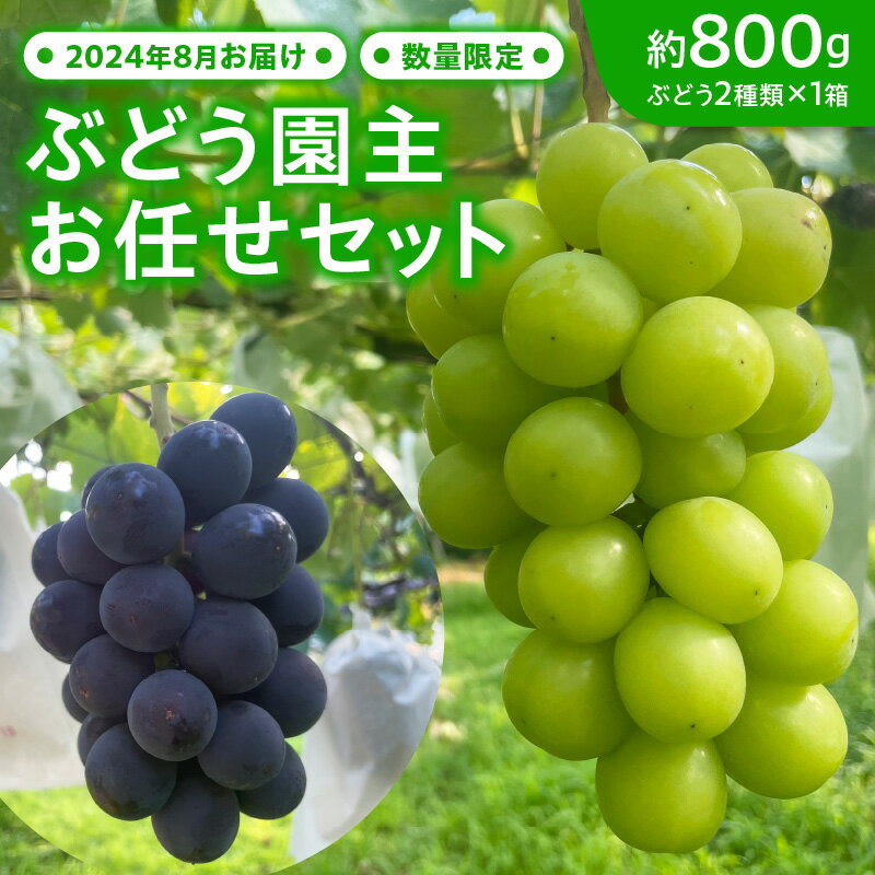 期間限定 ぶどう 2種類 園主 お任せ セット 約 800g × 1箱 種なし 小牧市産 国産 巨峰 シャインマスカット コトピー 黄玉 果物 フルーツ 旬のブドウ 甘み 凝縮 愛知県 小牧市 お取り寄せ お取り寄せフルーツ 冷蔵発送 送料無料