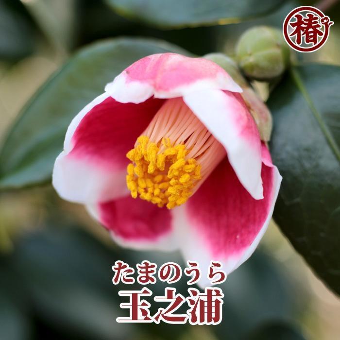 【ふるさと納税】☆椿名花「玉之浦」5号鉢開花見込み苗 | フラワー 植物 プラント 人気 おすすめ 送料無料