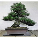 【ふるさと納税】緑の芸術盆栽(中型サイズ) | 愛知県 愛知 稲沢市 楽天ふるさと 納税 支援品 支援 故郷納税 らくてんふるさと納税 盆栽 園芸 ガーデニング...