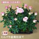 【ふるさと納税】ミニバラ盆栽仕立て 6号鉢 頒布会12か月 年12回のお届け(ひと月一鉢)