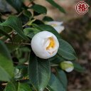 愛知県稲沢市の画像2
