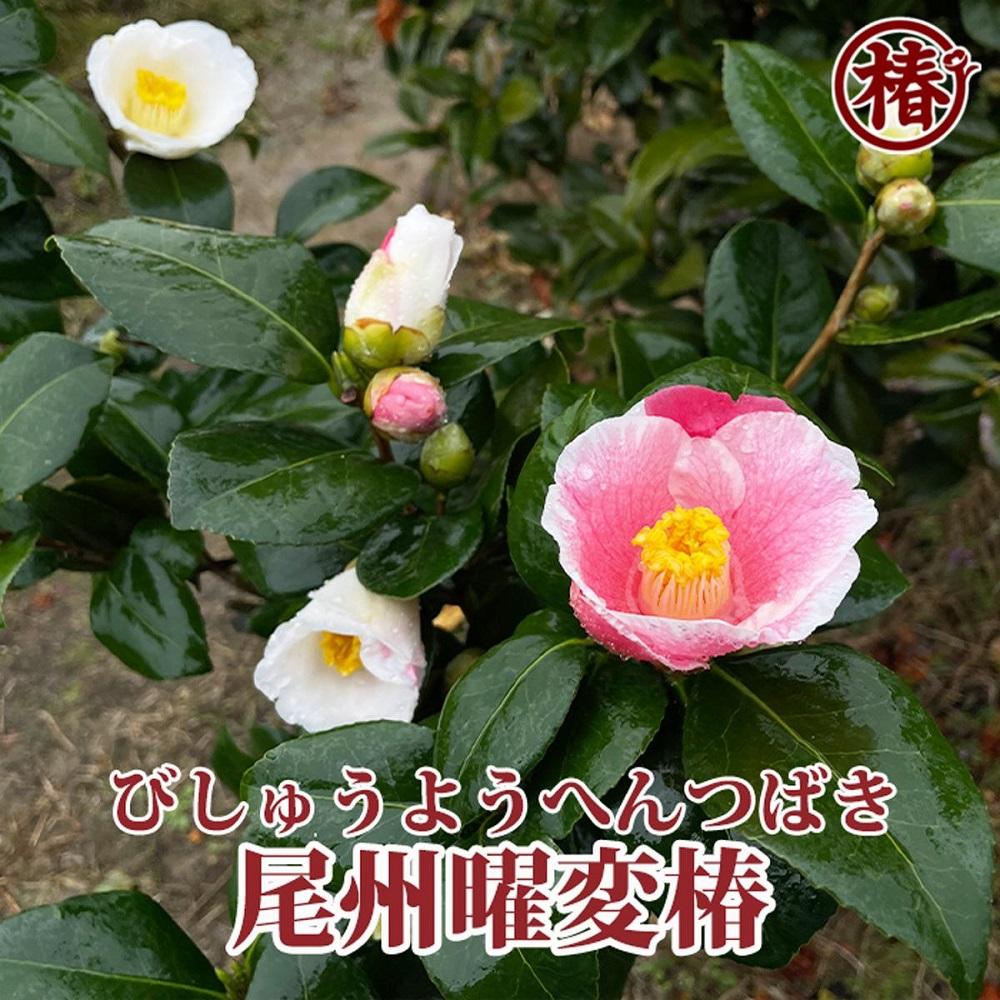 椿「尾州曜変椿」6号ポット接木苗 | フラワー 植物 プラント 人気 おすすめ 送料無料