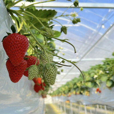【ふるさと納税】厳選　完熟冷凍いちご　愛知県新城産紅ほっぺ【500g×3袋】【配送不可地域：離島】【1548627】 f232211-shinshiro-10000091 愛知県新城市 サンプル画像3
