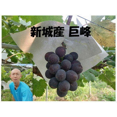 【ふるさと納税】ぶどう【8月中旬以降発送】1.2kg以上【配送不可地域：離島】【170...