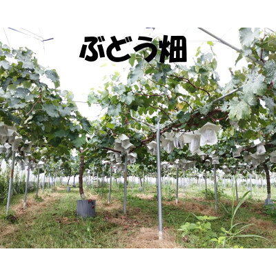 【ふるさと納税】ぶどう【8月中旬以降発送】1.2kg以上【配送不可地域：離島】【170...