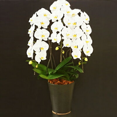 【ふるさと納税】【贈答用】知多半島東海市ブランド胡蝶蘭(ホワイトエンジェル 白大輪3本立 30輪以上(つぼみ含む))【配送不可地域:離島・北海道・沖縄県・東北・...