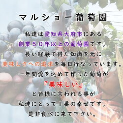 【ふるさと納税】【2024年先行予約・数量限定】朝採り 巨峰「種あり」 訳あり品 約2kg＜2024年8月中旬～発送＞ 画像2