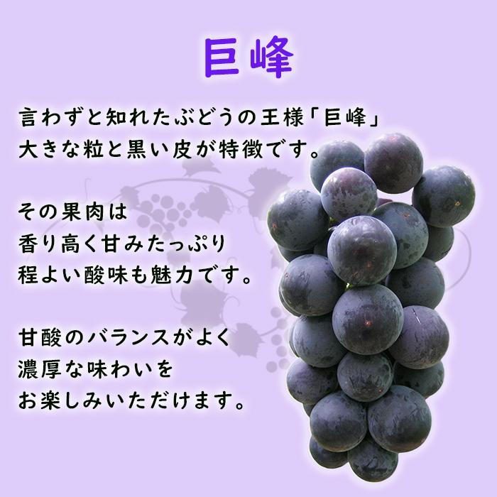 【ふるさと納税】【2024年先行予約・数量限定】朝採り 巨峰「種なし」 訳あり品 約2kg＜2024年8月中旬～発送＞