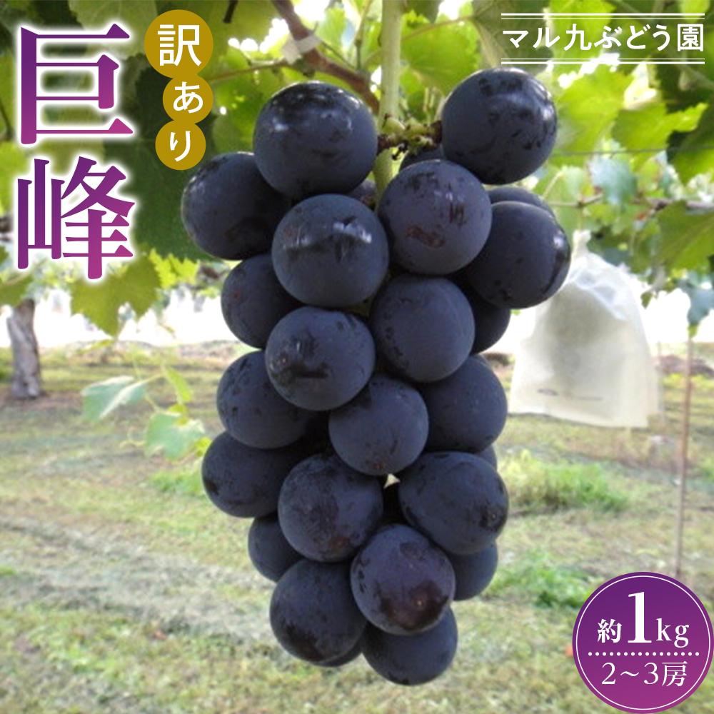 【ふるさと納税】【訳あり・数量限定】 巨峰（種あり）約1kg