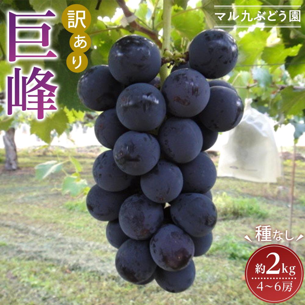 【ふるさと納税】【訳あり・数量限定】 巨峰（種なし）約2kg