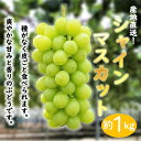 【ふるさと納税】★お届けは2026年8月から!★ 産地直送 シャインマスカット約1キロ入り | 先行予約 葡萄 ぶどう