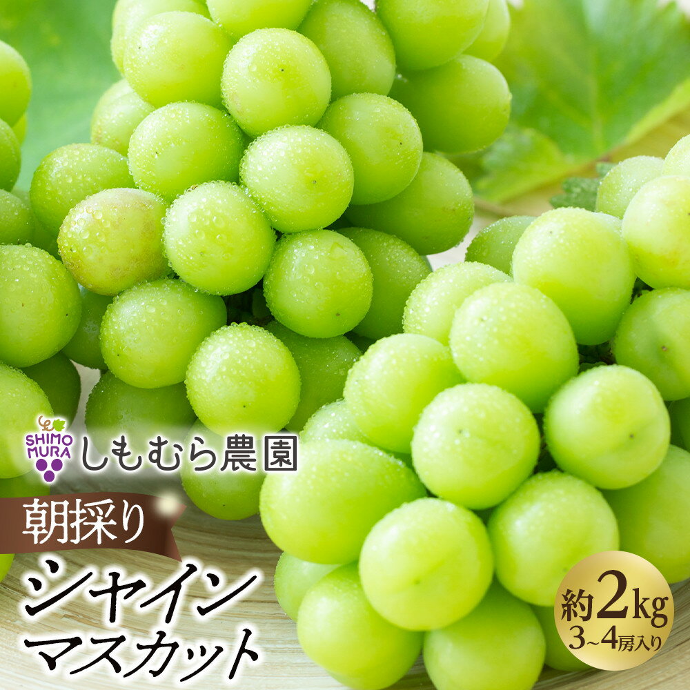 【ふるさと納税】★2026年7月下旬より順次発送★朝採りシャインマスカット(3~4房入り) | 先行 予約 朝採り ぶどう 葡萄 果物 くだもの フルーツ 期間限定 数量限定 お取り寄せ グルメ 愛知県 大府市