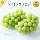 【ふるさと納税】【先行予約】【数量限定】 シャインマスカット 約2kg 〔2025年8月下旬より順次発送〕 | フルーツ 果物 くだもの ぶどう ブドウ セット...