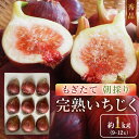 【ふるさと納税】【期間限定】もぎたて朝どり完熟いちじく 秀品 約1kg(9~12玉)/愛知県産 サマーレッド いちじく イチジク 無花果 果物 フルーツ | 果物 フルーツ いちじく 1kg 愛知 大府 送料無料 イチジク 無花果 完熟 高品質 甘い 新鮮 お中元 ギフト