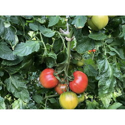 【ふるさと納税】トマト農家が作った完熟トマトソース『洋風トマトソース3本セット』 ～山口トマト園からトマト好きに送る、こだわりの逸品～ 画像1